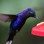 natural enemies of hummingbirds3