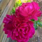 maggie rose bush2