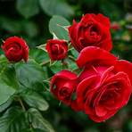 Rosas4