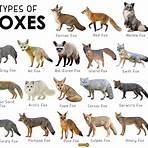 types of fox animals1