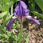 iris zwiebeln pflanzen2