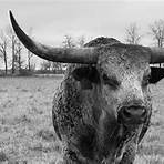 Texas Longhorns5