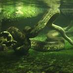 is the anaconda endangered species 2019 in usa list 20203