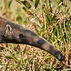 how long is a giant anteater tongue safe for dogs2