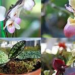 frauenschuh orchideen1