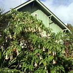 remscheid brugmansia and anxiety2