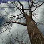 A Witness Tree2