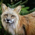 fox images1