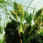 tropische pflanzen kaufen1