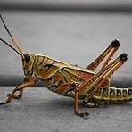 grasshopper life cycle5