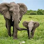 elefantes en peligro de extinción4