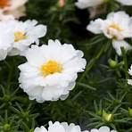 what is a moss rose plant family3