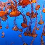 monterey bay aquarium live cam jellyfish3