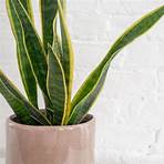 snake plant wikipedia meaning examples of words and phrases4