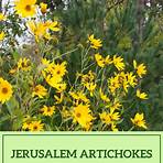 what is the best way to visit jerusalem artichokes video4