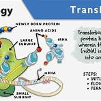 what is translation in biology1