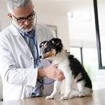 is pancytopenia fatal to dogs3