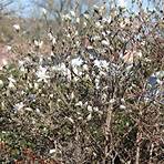 stern magnolie wie man anpflanzt3