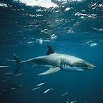 White Shark2