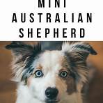 australian shepherd miniature2