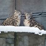 zoo neunkirchen schneeleoparden5