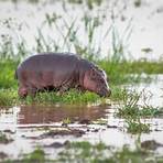 how long is hippo baby1