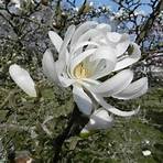 magnolia stellata royal star4