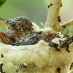 paragraph about hummingbirds nests mothers and babies1