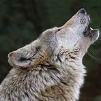 Wolf5