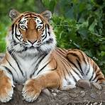 tiger pictures3