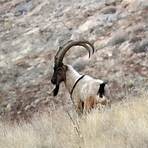 wild goats4