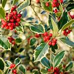 holly plant4