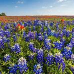 texas wildflowers list2