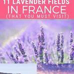 lavender fields2