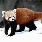 what are the red pandas habits quiz1
