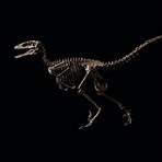 dinossauro rex filme3
