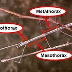 order phasmatodea families from different1