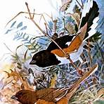 poem bird nest in the alders by john burroughs book3