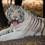 White Tiger1