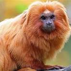 how did the golden lion tamarin get its name from home plate1