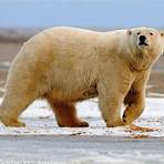 polar bear facts3