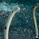 eels animal3