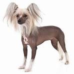 wikipedia chinese crested dogs1