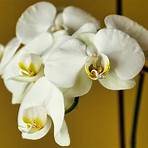 orchid flower photo1