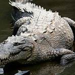 Alligator5
