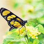 borboleta amarela clara significado3
