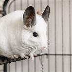 chinchilla for adoption in singapore5