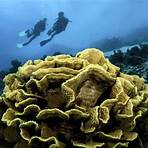 verschiedene arten von korallen3