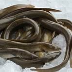 slithering eels5