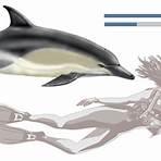 Bottlenose dolphin wikipedia1